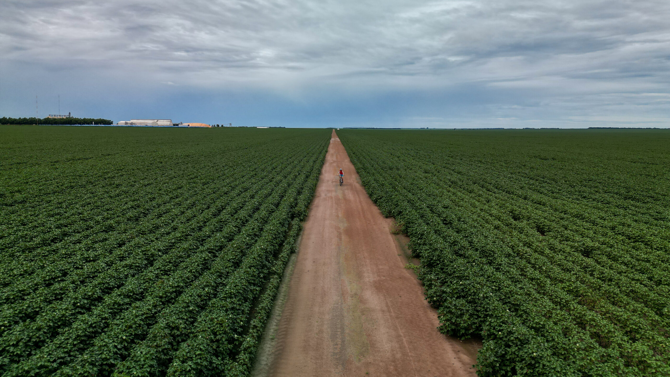 Mato Grosso, la foresta scomparsa per fare spazio all’agrobusiness
