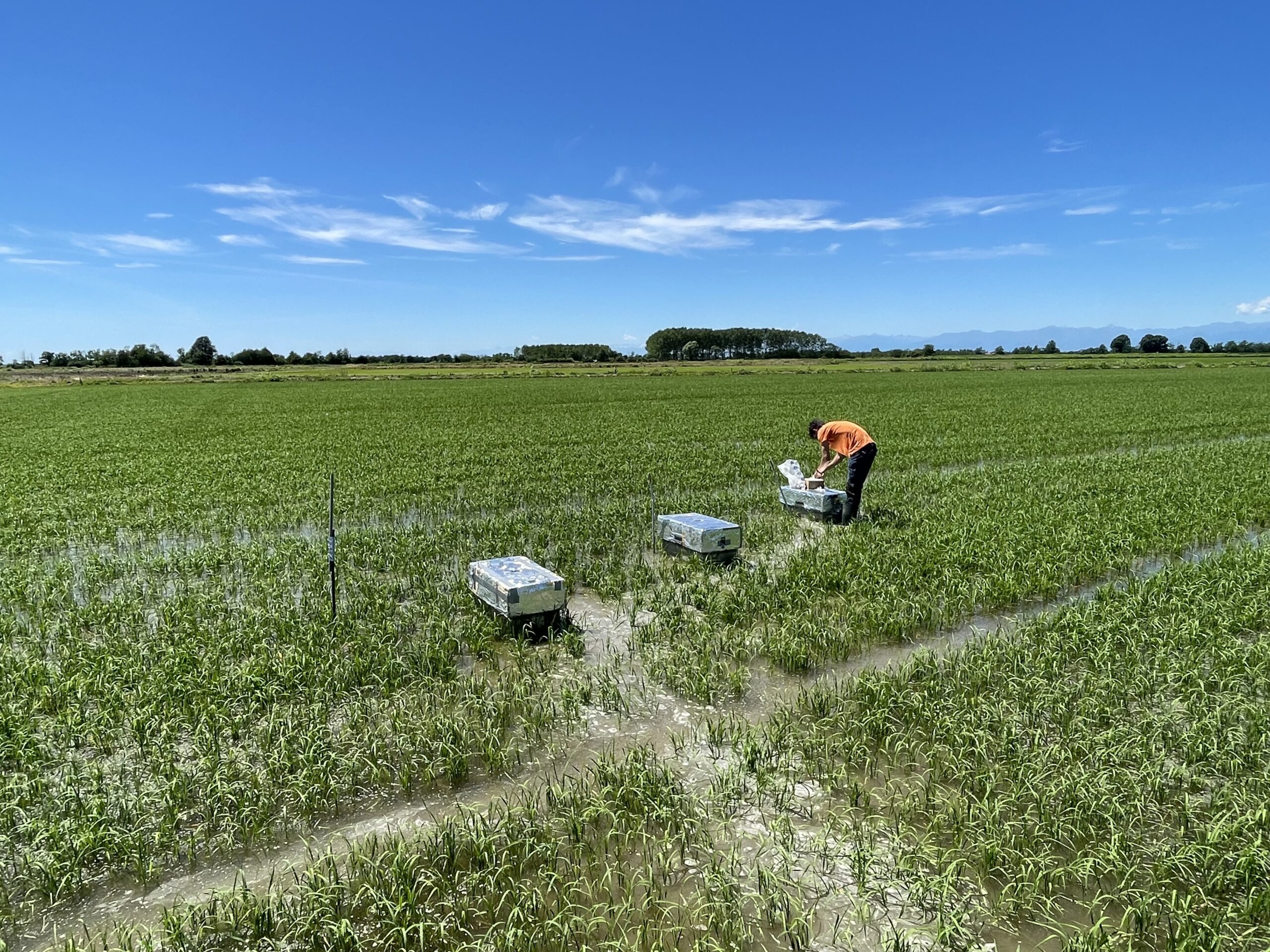 Progetto MAREA, dalle risaie del Novarese alla COP31
